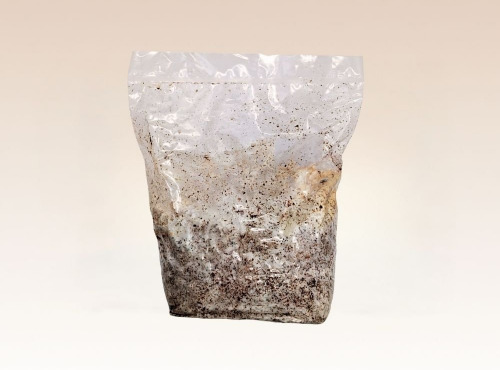 Les Myconautes - Substrat de pleurotes panicaut Bio