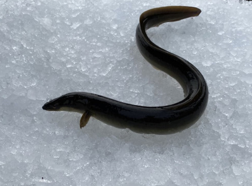 Pêcheur Toni  Micheau - Anguilles Jaunes Sauvages Entières - 600g (3 Pièces)