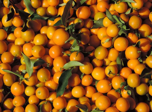 LES VERGERS DE BRAVONE - Kumquat Bio Corse 2kg