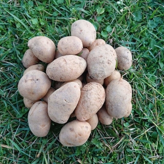 La Ferme Boréale - Pomme de terre Spunta, 2kg