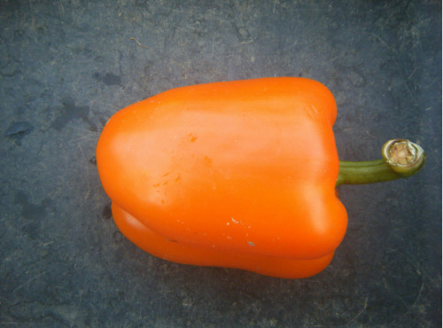 Multiproductions - Cédric Joliveau - Poivron Orange 1kg