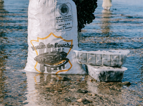 Les Huîtres du Père Gus - Moules de Bouchot 1.4kg