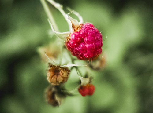 Le Domaine du Framboisier - Framboises Fraîches pour confitures et coulis - barquette de 1kg