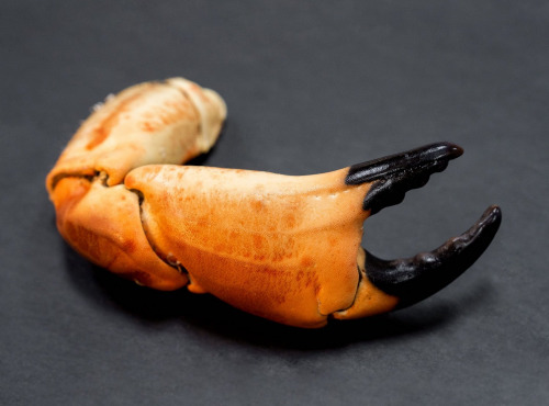 Les Huîtres du Père Gus - Pinces de tourteaux cuites