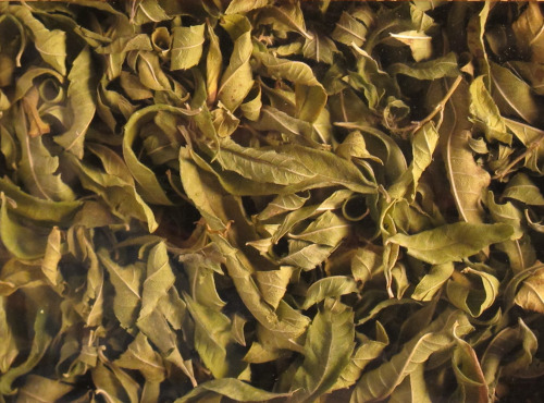 Les Jardins du Mas de Greil - Verveine Citronnelle, Feuilles Séchées