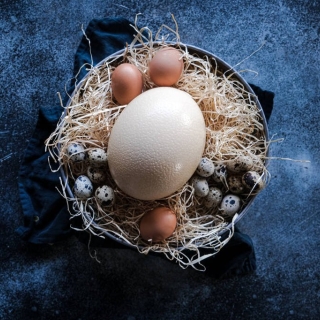 La Ferme Enchantée - Oeuf EXTRA FRAIS d'Autruche 1kg500