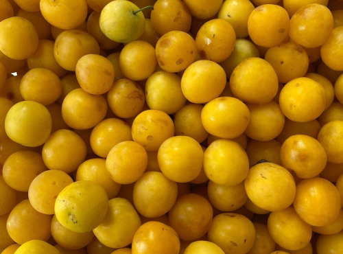 Des Poules et des Vignes à Bourgueil - Prune Jaune de Touraine