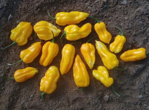HERBA HUMANA - Habanero Jaune - 300g