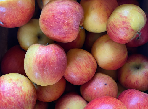 Des Poules et des Vignes à Bourgueil - Pommes Reine des Reinettes