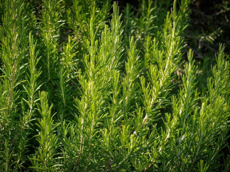 Les Herbes du Roussillon - (OFFRE PRO RESERVE) 3000 brins de romarin