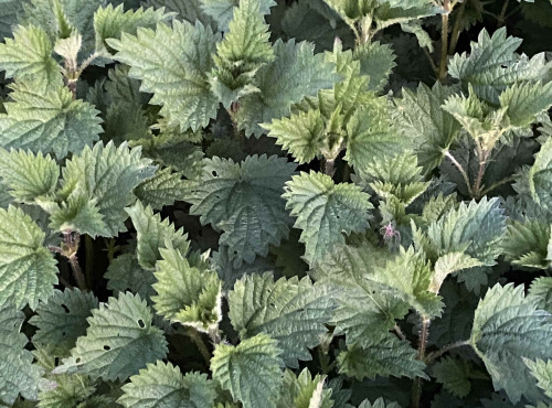 Ferme Sinsac - Orties fraiches en bouquet
