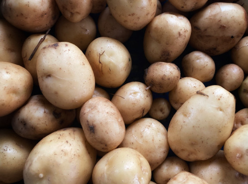 La Ferme d'Artaud - Pommes de terre nouvelles 1kg
