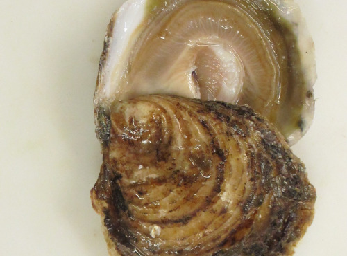 Thaëron - Huitre plate N°0 - 24 pièces