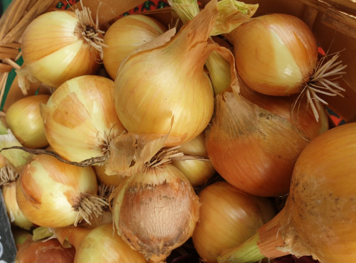 La Ferme de Milly - Anjou - OIGNONS JAUNE
