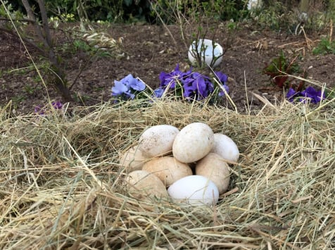 Des Poules et des Vignes à Bourgueil - (Offre pro) 12 oeufs d'oie