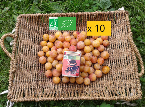 LES JARDINS DE KARINE - Mirabelle cultivée en Lorraine - 10 kg