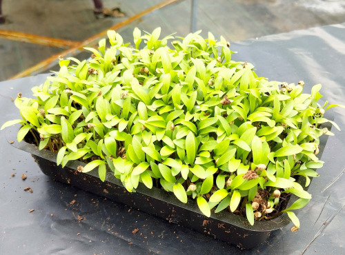 Nature et Saveurs - Ferme Aquaponique et Permacole Astérienne - Micro Pousses de Coriandre