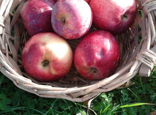 LES JARDINS DE KARINE - POMME à croquer Reinette étoilée - 1kg