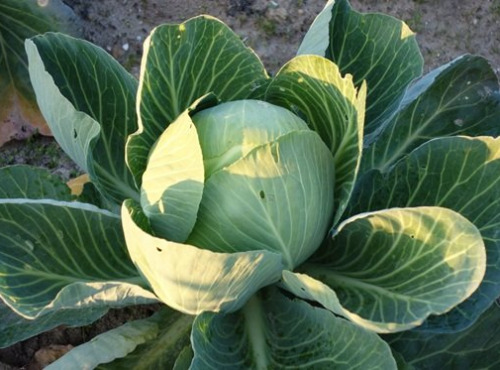 Aux Jardins des Colibris - Choux pomme blanc Bio