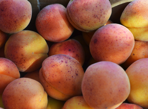 Maison Goubet - Abricots BIO de la Drôme Provençale - 6 kg