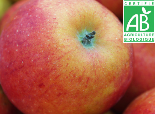 Mon Petit Producteur - Pomme Pilot Bio - 3kg