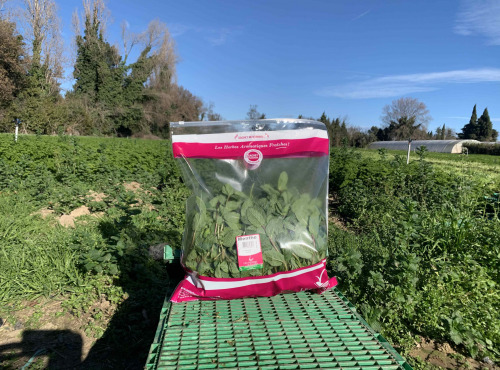 Les Herbes du Roussillon - Menthe Fraiche - 500g