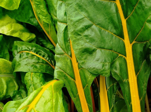Nature et Saveurs - Ferme Aquaponique et Permacole Astérienne - Jeune blette jaune Pamella - 250g