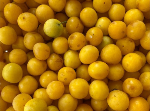 Des Poules et des Vignes à Bourgueil - Prune jaune de Touraine