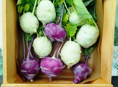 Nature et Saveurs - Ferme Aquaponique et Permacole Astérienne - Chou-rave aquaponique en mélange – blanc & violet, croquant et raffiné
