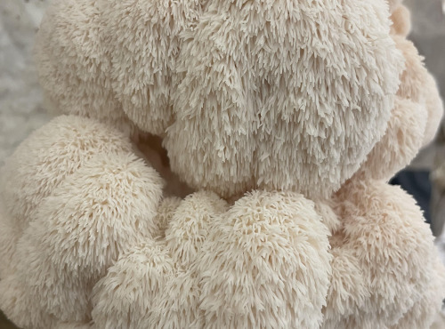 Naturélium - Lion's Mane déshydraté BIO — Crinière de Lion