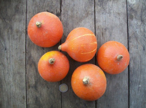 HERBA HUMANA - Courges Potimarron Red Kuri 5kg