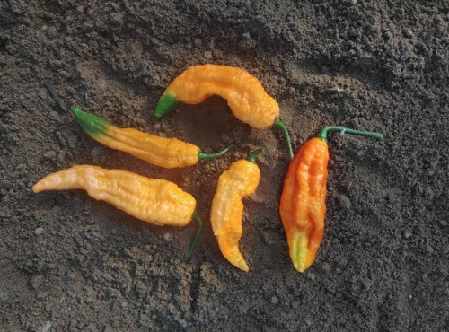 HERBA HUMANA - Piment Bhut Jolokia Saumon - 60g