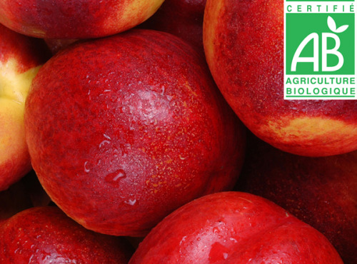 Mon Petit Producteur - Nectarine jaune bio - 1kg