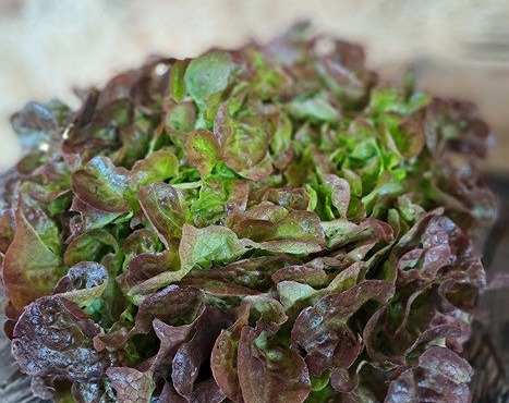 Les Jardins de Gérard - Lot de 2 salades Feuille de chêne rouge Bio