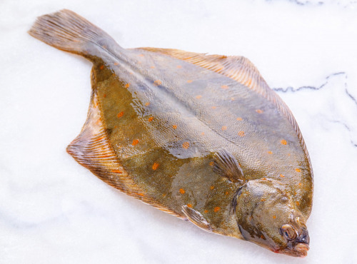 Poissonnerie La Piriacaise - Plie ou Carrelet 1kg