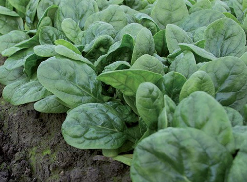 Nature et Saveurs - Ferme Aquaponique et Permacole Astérienne - Semis d'épinard Monterey