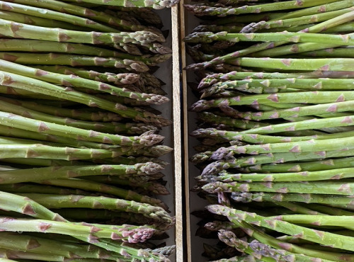 Asperges Guirao - Asperges vertes - 2,5kg - cal 22