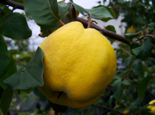 Nature et Saveurs - Ferme Aquaponique et Permacole Astérienne - Coings – chair dorée, parfum d’automne