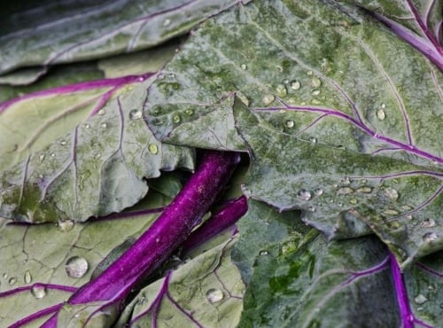 Nature et Saveurs - Ferme Aquaponique et Permacole Astérienne - Chou-Rave Violet Jeunes Feuilles 10g
