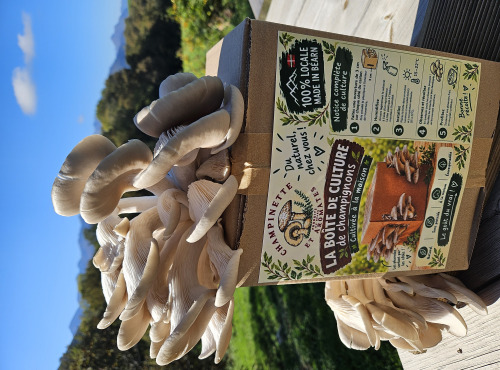 Champinette et Aromates - BOX DE CULTURE