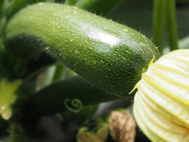 Mon Petit Producteur - Courgette Verte Bio [vendu Par 3 Kg]