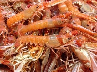 Brest Marée - Langoustine Vivante petite - 1kg