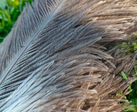 La Ferme Enchantée - Décoration de table pour les fêtes 3 plumes d'autruche grises