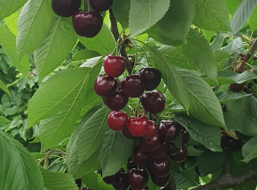 Vergers des brunots - Cerises 2kg