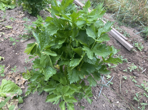 Des Poules et des Vignes à Bourgueil - Céleri du potager