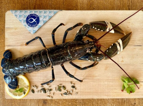 La Criée d'à Côté - Homard Bleu Européen Vivant - 1,2 Kg