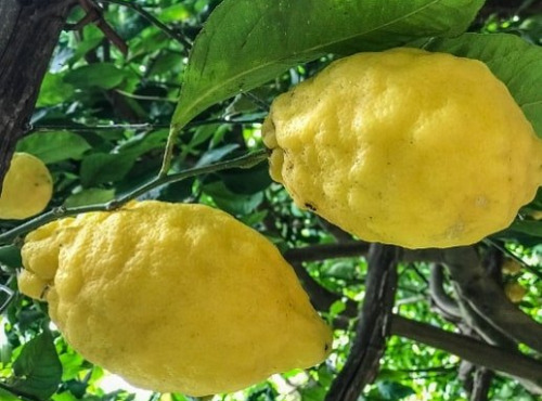 Les Hespérides - Coopérative de la Riviera Française - Cédrat Corse 5kg