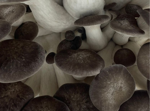 Naturélium - Le black pearl 2kg