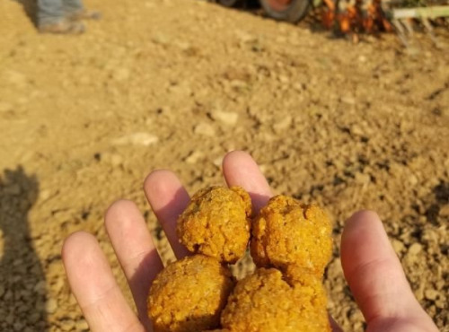 Ferme de Beau Printemps - Falafels de Beau Printemps aux Pois Chiche de la ferme BIO