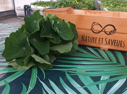 Nature et Saveurs - Ferme Aquaponique et Permacole Astérienne - Capucines (Feuilles Fraiches)